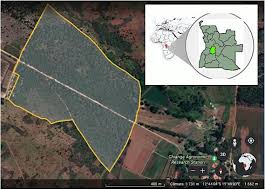 Image result for Monotes dasyanthus