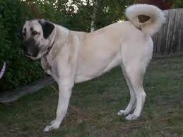 Vanzari Caini De Rasa Anatolian Shepherd Dog Vand Pui Kangal Kangal Dog Anatolian Shepherd Anatolian Shepherd Dog