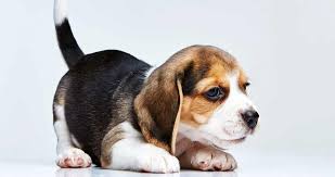 The doctor has studied for years and knows better about the dog breeds, and will exactly tell how big a mixed puppy will get. Puppy Development Stages With Growth Charts And Week By Week Guide