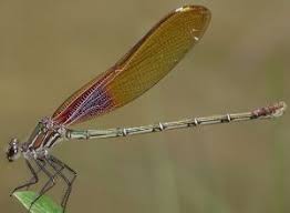 Image result for Hetaeria tetraptera