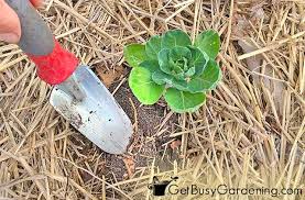 Maybe you would like to learn more about one of these? Fertilizing Your Vegetable Garden Everything You Need To Know