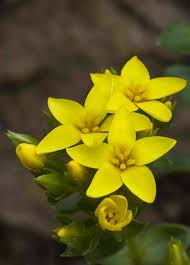 Image result for Sebaea leiostyla