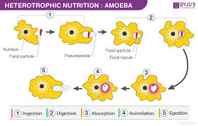 Heterotrophic Nutrition Definition Types Examples