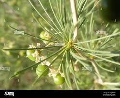 Image result for Asparagus laricinus