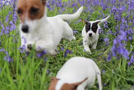 Cute white pulin puppy in flowers. Puppies Flowers Dan Mannock Flickr
