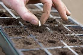 Je vous propose un guide vous permettant de choisir les bonnes plantes à repiquer et à mettre en terre pendant ce mois. Jardin En Decembre Calendrier Du Potager Gamm Vert