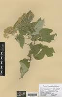 Image result for Caucanthus auriculatus