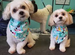 We are headquartered in grand rapids, michigan. Abby S Mutt Hut Pet Grooming Home Facebook