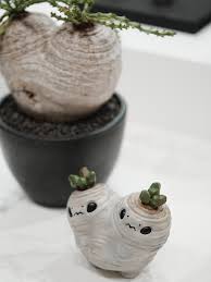 Image result for Adenia stenodactyla