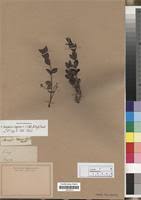 Image result for Eugenia capensis