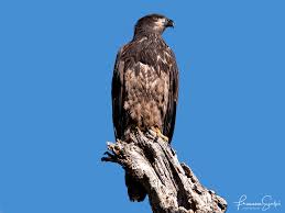 Juveinile bald eagle at stumpy lake, virginia beach. Juvenile Bald Eagles Francesca Scalpi