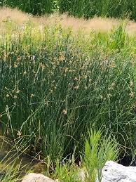 Image result for Schoenoplectus scirpoides