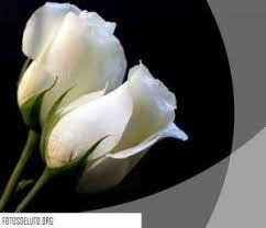 Monos De Luto Con Una Rosa Blanca Rosas Blancas Flores Floral