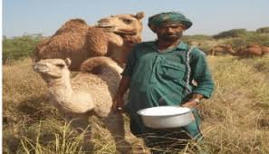 Not only in volume but also in the numbers. Camel Milk Is Gaining Popularity Could It Be An Alternative For Dairy Market Vikalp Sangam