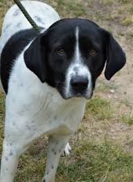 As such, we are devoted to the humane, efficient, high quality care of animals in our shelter. Dog For Adoption Peanut 179d21 A Feist In Harrison Mi Petfinder