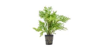 Image result for Selaginella afrorum
