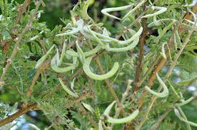 Image result for Acacia gerrardii