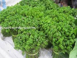 Check spelling or type a new query. Pesona Pucuk Pakis Rynari