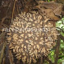 Image result for Cyphostemma kilimandscharicum