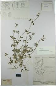 Image result for Gisekia