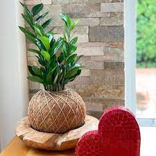 We did not find results for: Apakah Bisa Kokedama Menggunakan Sabut Kelapa