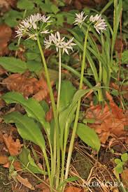 Image result for Allium ursinum