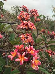 Plumeria Elicia For Sale On Www Baobabs Com Frangipani Plumeria Flowers