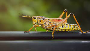 Susan jones was the editor of awards quarterly and assistant editor of orchids. Why You Shouldn T Touch An Eastern Lubber Grasshopper