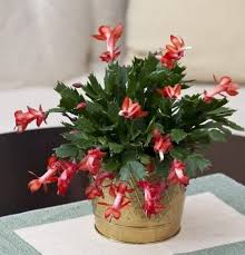 Worms fed with coffee grounds combined with the normal composting materials will flourish! 10 Houseplants That Love Coffee Coffee Grounds For Plant Growth