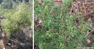 Image result for Commiphora pedunculata