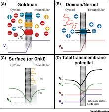 With appropriate stimulation of the cell, this negative voltage inside the cell (negative membrane potential) may transiently become positive owing to the generation of an action potential. The Microbiologist S Guide To Membrane Potential Dynamics Sciencedirect