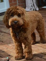 Australian labradoodles typically involve additional breeds throughout the family tree, like english and american cocker spaniels. 50 Cutest Labradoodle Pictures Page 6 The Paws Labradoodle Dogs Labradoodle Labradoodle Pictures