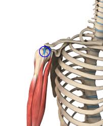 The reason it is called the biceps ('bi,' meaning two) is that there are two major parts of the muscle. Long Head Biceps Tendon Rupture Myrtle Beach Sc Shoulder Pain Charleston Sc