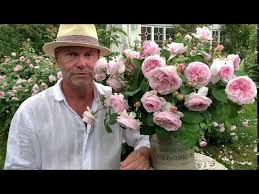The best rose review of rose 'olivia rose austin' by the right roses. Olivia Rose Austin Youtube