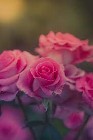 We present you our collection of desktop wallpaper theme: Nature Flowers Wallpapers Hd Desktop And Mobile Backgrounds