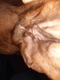 Image result for mold in the ear dog
