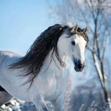 Beautiful Black And White Mustang Horse Pin By Just For You Prophetic Art On Horses Horses Andalusian Horse Beautiful Horses
