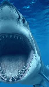Beautiful I Want To See This Close Up Deadly Animals Top 10 Deadliest Animals Shark
