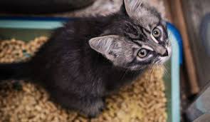 Falls es andere katzen im revier gibt, ruhig die ersten male (mit einem geeigneten katzengeschirr) mitgehen, damit sie sich nicht fürchten muss. Paarungsverhalten Wenn Du Eine Rollige Katze Hast Zooroyal Magazin