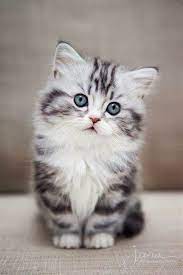 The worlds largest database of adorable kitten photos and videos updated daily, and where everyday is caturday. Adorable Kitten Pictures To Make You Feel Better Cutest Animals On Earth Kittens Cutest Kitten Pictures