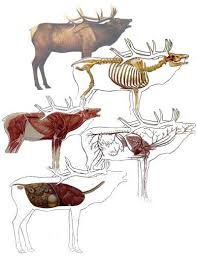 Elk Anatomy Moose Hunting Elk Hunting Tips Hunting