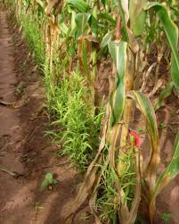 Image result for Striga asiatica