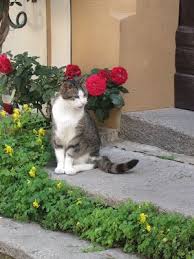 Rothenblog Die Pallas Katze Tiere Katzen