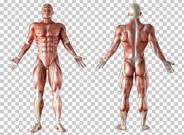 Anatomy of back muscles and organs. Muscle Anatomy Human Body Muscular System Organ Png Clipart Abdomen Arm Back Bodybuilder Bodybuilding Free Png