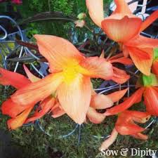 Hanging baskets beautify house eaves and porches with bright colors and cascading plants. Hanging Baskets For Shade