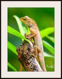 And you do not even know how to aim properly. Sesumpah Cicak Koben Chameleon I Dpp Tank Msia Flickr