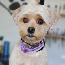 TOILETTAGE CATHY ROY