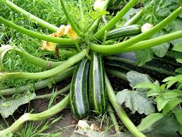 Check spelling or type a new query. How To Plant Zucchini Ways To Land And Care For Sprouts Cultivation Of Zucchini In Open Ground All Secrets Of Rich Crop