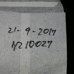 Image result for Hexasepalum sarmentosum