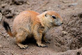 Click any coloring page to see a larger version and download it. Black Tailed Prairie Dog Connecticut S Beardsley Zoo